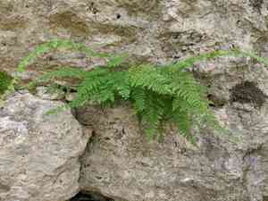 Bulblet bladderfern(Cystopteris bulbifera)
