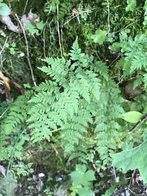 Lowland bladder fern(Cystopteris protrusa)