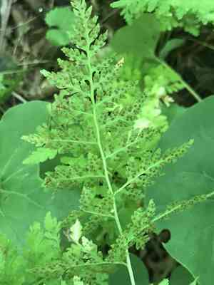 Lowland bladder fern(Cystopteris protrusa)