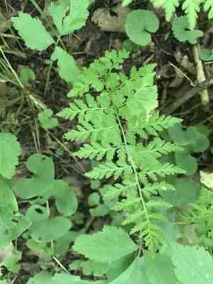 Lowland bladder fern(Cystopteris protrusa)
