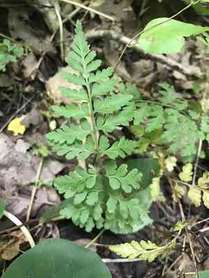 Lowland bladder fern(Cystopteris protrusa)