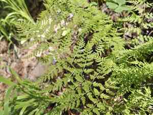 Reeves' bladderfern(Cystopteris reevesiana)