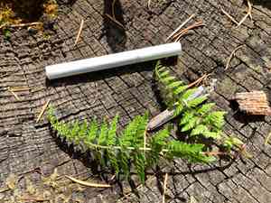 Reeves' bladderfern(Cystopteris reevesiana)