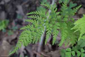 Reeves' bladderfern(Cystopteris reevesiana)