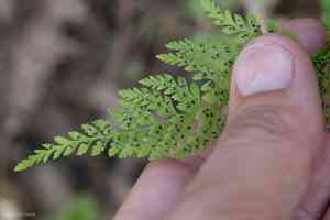 Reeves' bladderfern(Cystopteris reevesiana)