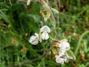 White spanishbroom(Cytisus multiflorus)