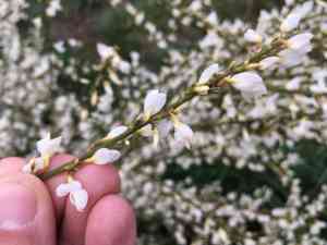 White spanishbroom(Cytisus multiflorus)