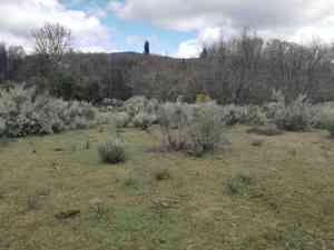 White spanishbroom(Cytisus multiflorus)