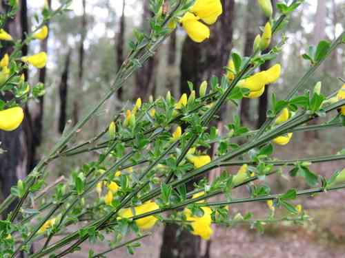 Scotch broom(Cytisus scoparius)