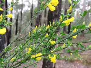 Scotch broom(Cytisus scoparius)