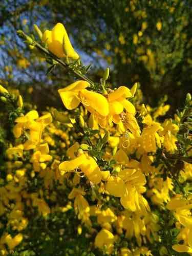 Scotch broom(Cytisus scoparius)