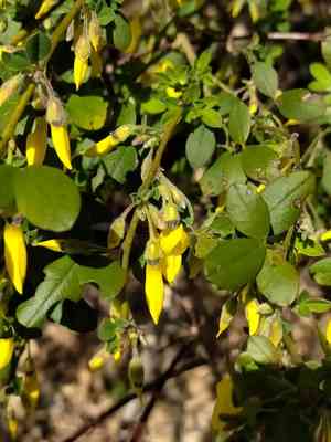 Hairy broom(Cytisus villosus)