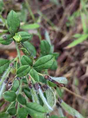 Hairy broom(Cytisus villosus)