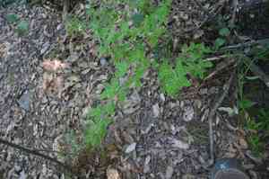 Hairy broom(Cytisus villosus)