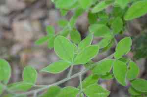 Hairy broom(Cytisus villosus)