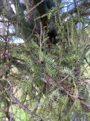 White pine(Dacrycarpus dacrydioides)