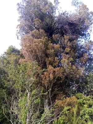 White pine(Dacrycarpus dacrydioides)