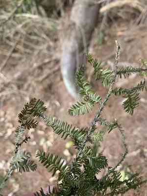 White pine(Dacrycarpus dacrydioides)