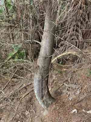 White pine(Dacrycarpus dacrydioides)