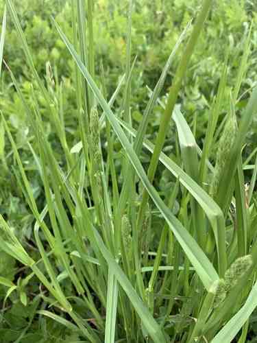 Orchard grass(Dactylis glomerata)