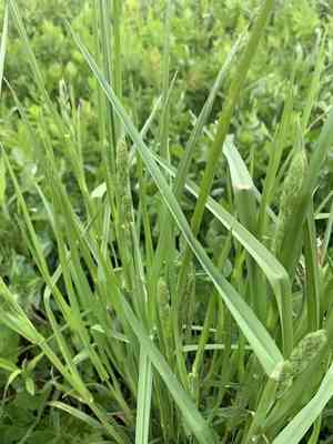 Orchard grass(Dactylis glomerata)