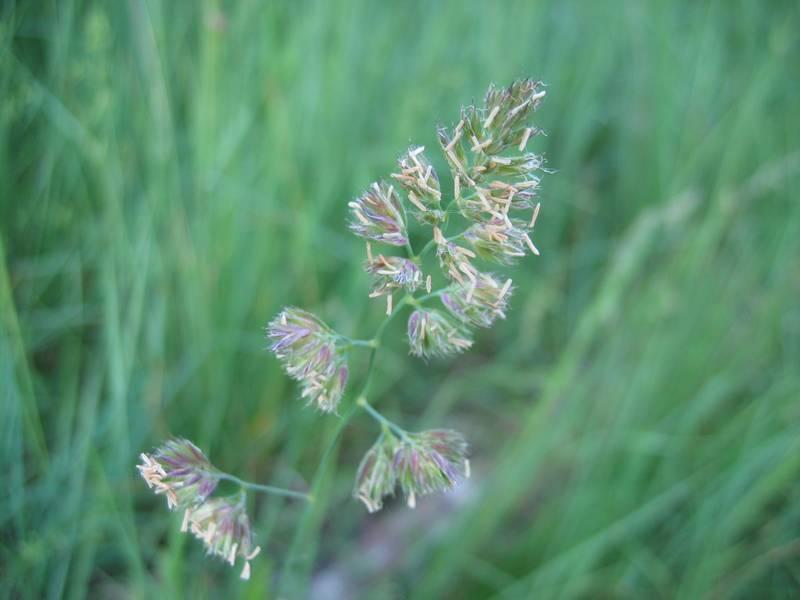 Orchard grass