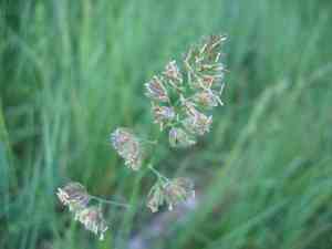 Orchard grass(Dactylis glomerata)