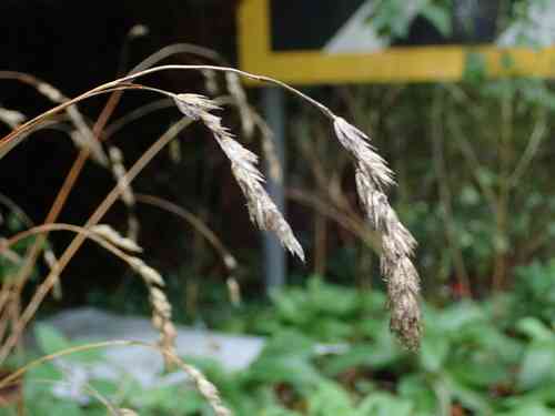 Orchard grass(Dactylis glomerata)