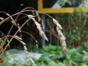 Orchard grass(Dactylis glomerata)