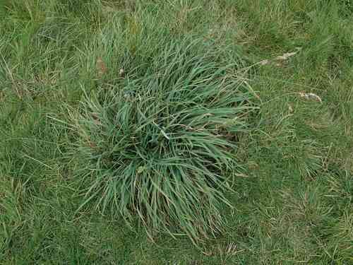Orchard grass(Dactylis glomerata)