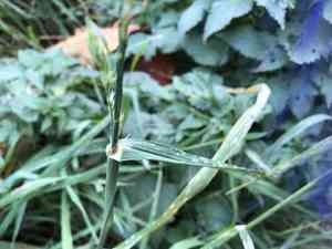 Orchard grass(Dactylis glomerata)