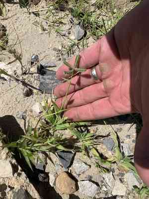 Egyptian grass(Dactyloctenium aegyptium)