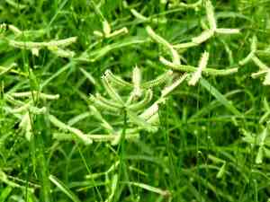 Egyptian grass(Dactyloctenium aegyptium)