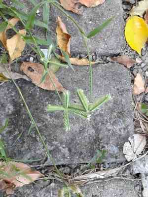 Egyptian grass(Dactyloctenium aegyptium)