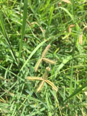 Egyptian grass(Dactyloctenium aegyptium)