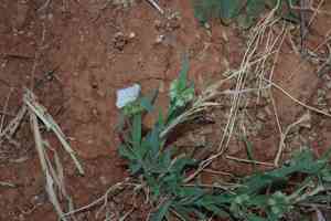 Buttongrass(Dactyloctenium radulans)