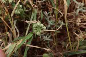 Buttongrass(Dactyloctenium radulans)