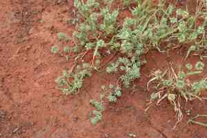 Buttongrass(Dactyloctenium radulans)
