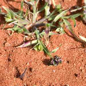 Buttongrass(Dactyloctenium radulans)