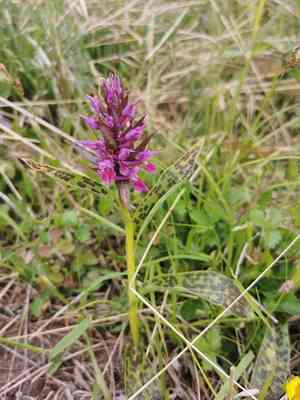 Key flower(Dactylorhiza aristata)