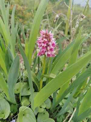 Key flower(Dactylorhiza aristata)