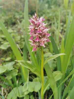 Key flower(Dactylorhiza aristata)