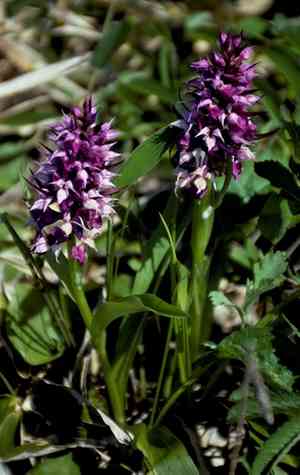Key flower(Dactylorhiza aristata)