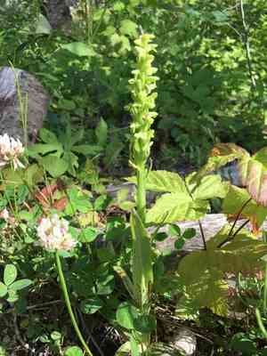 Longbract frog orchid(Dactylorhiza viridis)