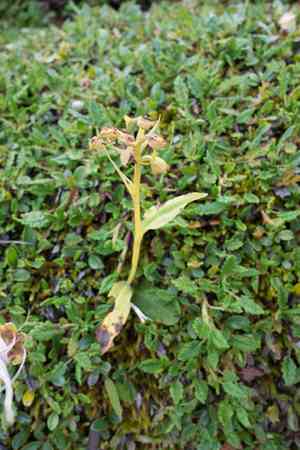 Longbract frog orchid(Dactylorhiza viridis)