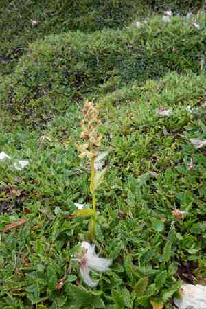 Longbract frog orchid(Dactylorhiza viridis)