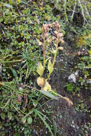 Longbract frog orchid(Dactylorhiza viridis)