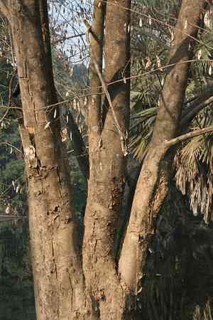 Dalbergia (Dalbergia)(Dalbergia)
