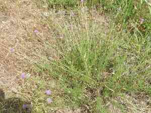 Compact prairie clover(Dalea compacta)