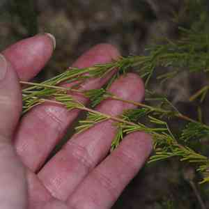 Compact prairie clover(Dalea compacta)